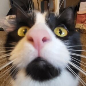 Meet your Posher, Minnie